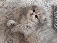 Güzel british longhair kıza yuva arıyoruz