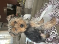 2 kızı ve 4 erkek (2 aylık) yorkshire terrier