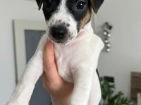Jack Russell