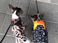 Dişi erkek french bulldog