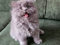 Safkan ırk sağlık garantili british longhair