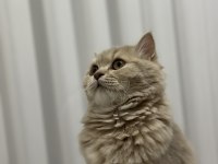 British longhair 6 aylık