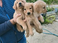 Golden retriever yavrular