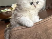 British longhair yavru