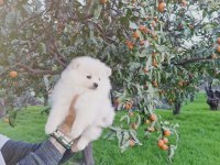 Kar beyazı pomeranian yavrularımız