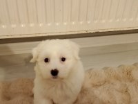 Maltese terrier 2 aylık dişi yavru