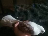 Mısırlı bango erkek güvercin