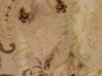 Hepsi birbirinden güzel Scottish Fold yavrular