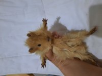 Peruvan ginepig yavrularımız