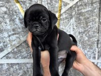 KREDİ KARTINA TAKSİT İMKANIYLA PUG YAVRULARI