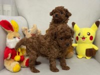 Toy Poodle Yavrular