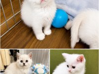 Saf Irk British Shorthair İzmir