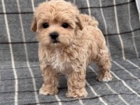 Mini Maltipoo Kore Anne Babadan Yavrular 