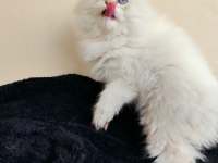 Dişi british longhair yavruma da yuva aranıyorum