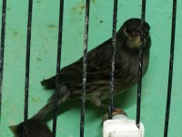 Kara Elmas siyah zeytin Kanarya