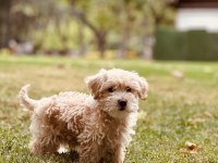Toy Poodle Apricot