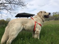 Golden Retriever Acil Yuva