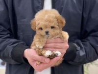 SHOW DUZEYDEKI TOY POODLE BEBEKLERIM