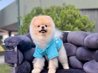 Pomeranian Boo Gülen Surat Arayanlara