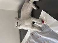 British Shorthair Kedisi