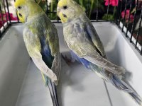 RENGARENK ÜST VASIF RAİNBOW MUHABBET TAKIMLAR