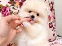 Ayı Surat Pomeranian Boo