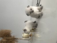 Güzel scottish fold bebekler yeni yuvalarını arıyor