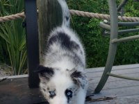 Şecereli erkek border collie yavrusu