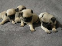 Anne altından Pug veteriner güvencesinde