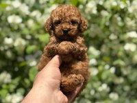 Toy Poodle Bebekler