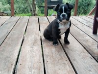 Dişi Eğitimli 60 Günlük FRENCH BULLDOG Efsane Irk!