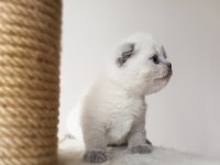 Scottish Fold Dişi Kedimiz