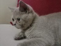 Erkek kedi