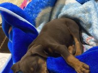50 Günlük Yavru Doberman Dişi