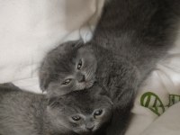 Scottish Fold Yavrular