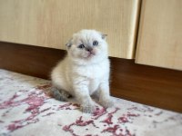A KALİTE SCOTTİSH FOLD ERKEK