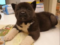 Amerikan Akita Yavrularımız