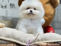 Pomeranian boo yavrular orjinal safkan