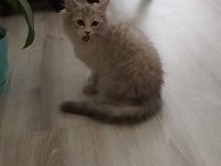 3 aylık erkek kedimiz oyuncu yuva arıyor