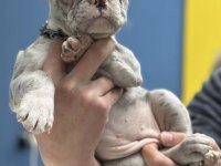 French bulldog iki aylık köpeğimiz