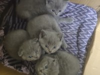 ORJİNAL ŞECERELİ KEDİLER YUVALARINI ARIYOR