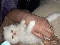 İran kedisi yavrusu