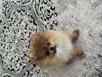 POMERANİAN BOO KÖPEĞİ