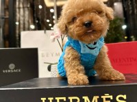 En güzel orjinal teacup yavrular maltipoo