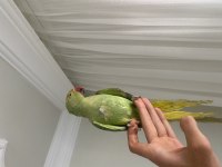 5 Aylık Erkek Pakistan Papağanı