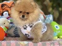 Fci Şecereli Pomeranian Teddy