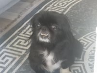 Sahiplendirme köpeğimize iyi bir yuva arıyoruz