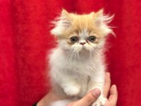 Exotic shorthair yavrularımız
