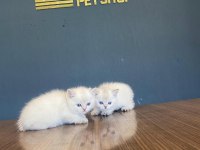 Exlusive Brıtısh Shorthaır Yavruları Fenomen Pets Ankara