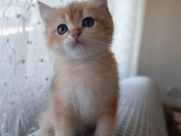 Golden bebekler british shorthair